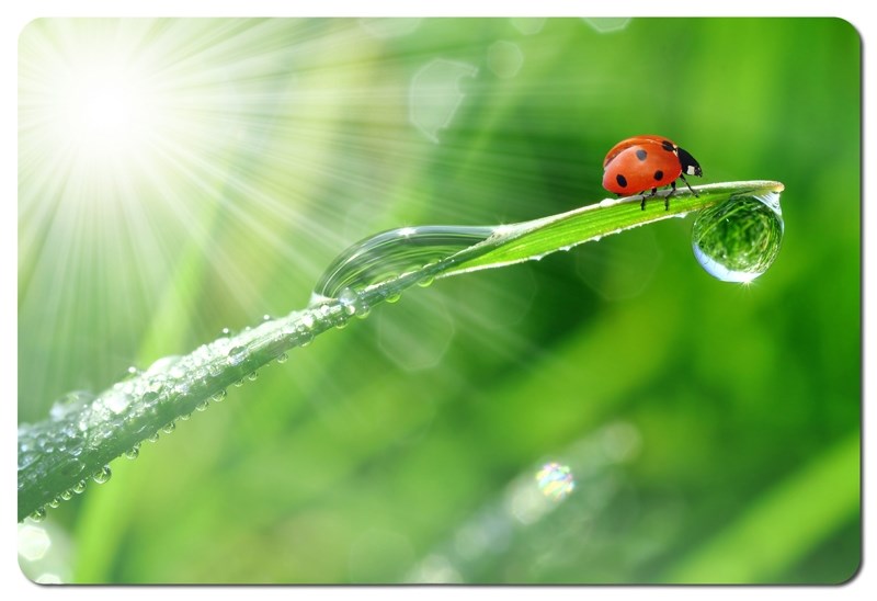 Podloga za miša ESPERANZA EA133 (višebojna)-2