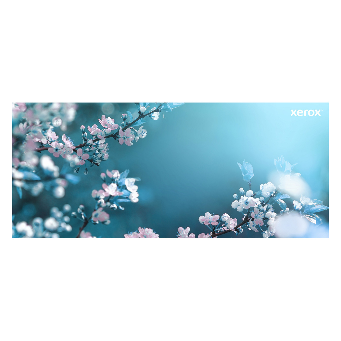 Xerox 006R04726 toner crni (Black), High-Capacity-3